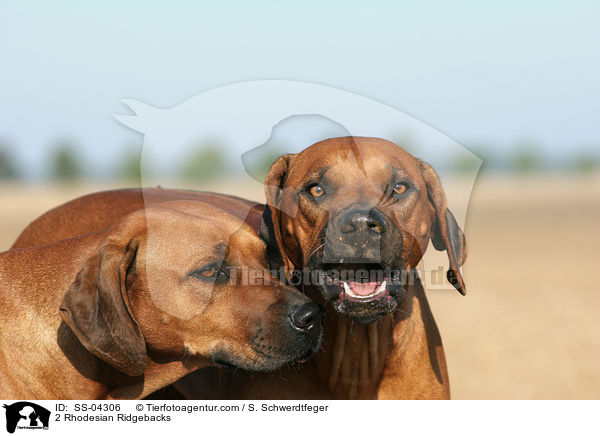 2 Rhodesian Ridgebacks / 2 Rhodesian Ridgebacks / SS-04306