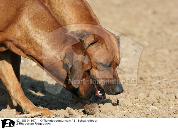 2 Rhodesian Ridgebacks / 2 Rhodesian Ridgebacks / SS-04307