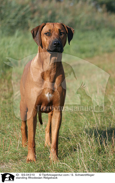 stehender Rhodesian Ridgeback / standing Rhodesian Ridgeback / SS-04310