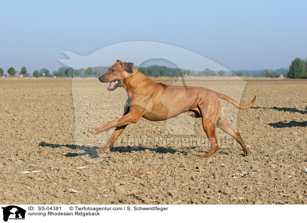 rennender Rhodesian Ridgeback / running Rhodesian Ridgeback / SS-04381