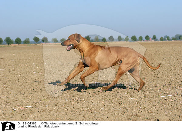 rennender Rhodesian Ridgeback / running Rhodesian Ridgeback / SS-04382