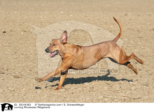 running Rhodesian Ridgeback / SS-04383