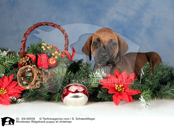 Rhodesian Ridgeback Welpe zu Weihnachten / Rhodesian Ridgeback puppy at christmas / SS-06008
