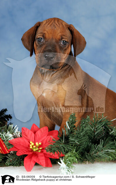 Rhodesian Ridgeback Welpe zu Weihnachten / Rhodesian Ridgeback puppy at christmas / SS-06009