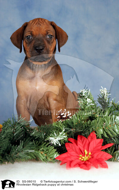 Rhodesian Ridgeback Welpe zu Weihnachten / Rhodesian Ridgeback puppy at christmas / SS-06010