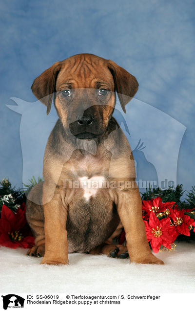 Rhodesian Ridgeback Welpe zu Weihnachten / Rhodesian Ridgeback puppy at christmas / SS-06019