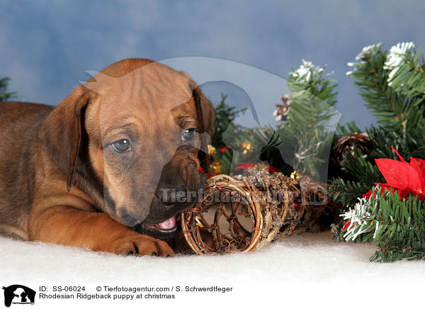 Rhodesian Ridgeback Welpe zu Weihnachten / Rhodesian Ridgeback puppy at christmas / SS-06024