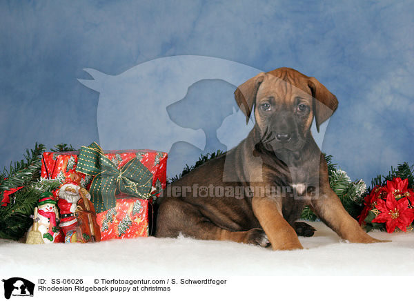 Rhodesian Ridgeback Welpe zu Weihnachten / Rhodesian Ridgeback puppy at christmas / SS-06026