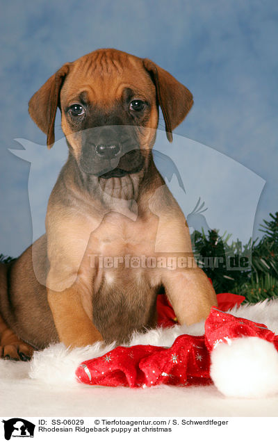 Rhodesian Ridgeback Welpe zu Weihnachten / Rhodesian Ridgeback puppy at christmas / SS-06029