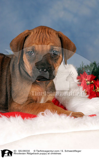 Rhodesian Ridgeback Welpe zu Weihnachten / Rhodesian Ridgeback puppy at christmas / SS-06030