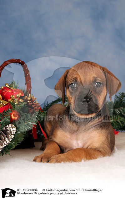 Rhodesian Ridgeback Welpe zu Weihnachten / Rhodesian Ridgeback puppy at christmas / SS-06034