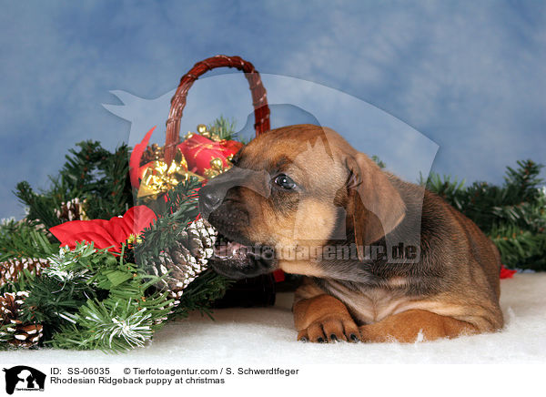 Rhodesian Ridgeback Welpe zu Weihnachten / Rhodesian Ridgeback puppy at christmas / SS-06035