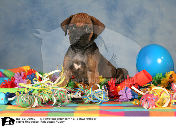 Rhodesian Ridgeback Welpe / Rhodesian Ridgeback Puppy / SS-06062