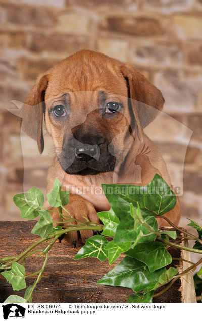 Rhodesian Ridgeback Welpe / Rhodesian Ridgeback puppy / SS-06074