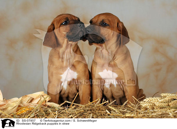 Rhodesian Ridgeback Welpen im Stroh / Rhodesian Ridgeback puppies in straw / SS-07857