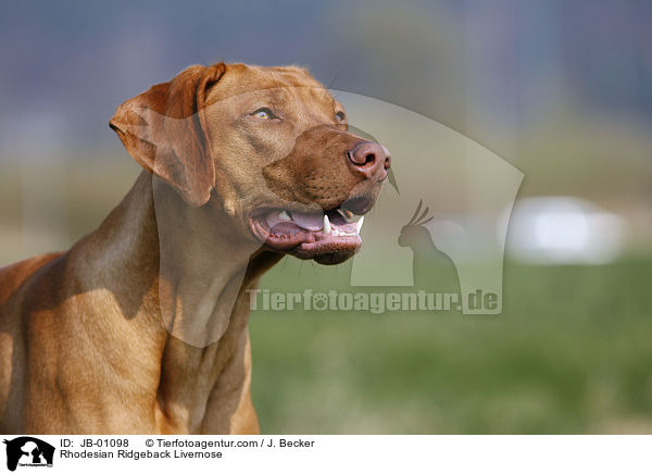 Rhodesian Ridgeback Livernose / Rhodesian Ridgeback Livernose / JB-01098