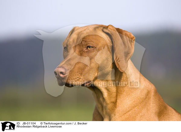 Rhodesian Ridgeback Livernose / Rhodesian Ridgeback Livernose / JB-01104
