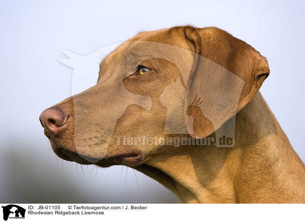 Rhodesian Ridgeback Livernose / Rhodesian Ridgeback Livernose / JB-01105