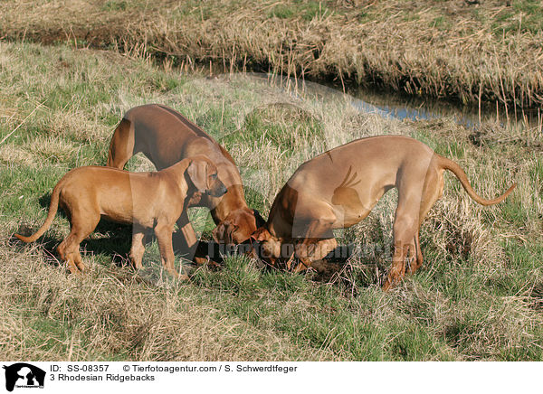 3 Rhodesian Ridgebacks / SS-08357