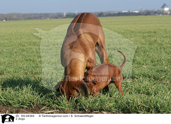 2 dogs / SS-08364