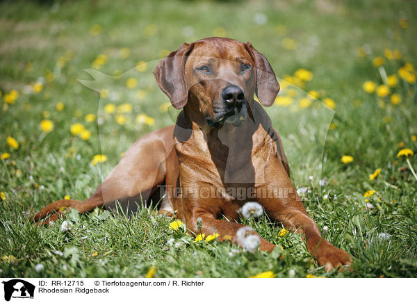 Rhodesian Ridgeback / RR-12715