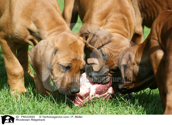 Rhodesian Ridgeback / PM-02660