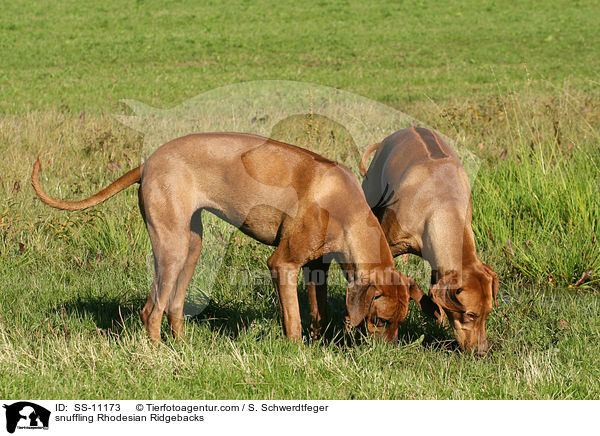 schnuppernde Rhodesian Ridgebacks / snuffling Rhodesian Ridgebacks / SS-11173