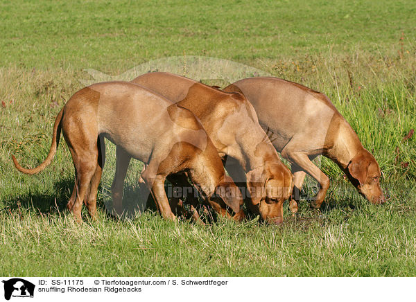 schnuppernde Rhodesian Ridgebacks / snuffling Rhodesian Ridgebacks / SS-11175
