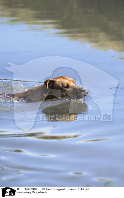 schwimmender Ridgeback / swimming Ridgeback / TM-01382