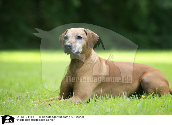 Rhodesian Ridgeback Senior / Rhodesian Ridgeback Senior / KF-01161