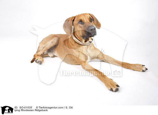 lying Rhodesian Ridgeback / SO-01035