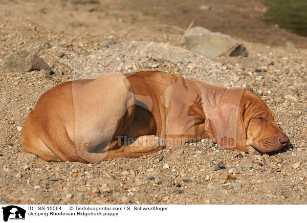 schlafender Rhodesian Ridgeback Welpe / sleeping Rhodesian Ridgeback puppy / SS-15064
