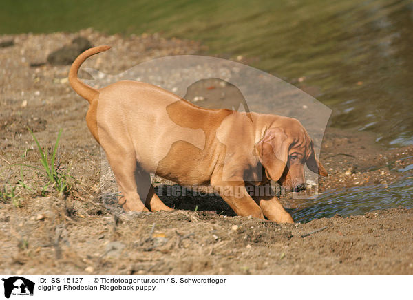 buddelnder Rhodesian Ridgeback Welpe / digging Rhodesian Ridgeback puppy / SS-15127
