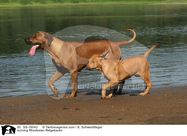 rennende Rhodesian Ridgebacks / running Rhodesian Ridgebacks / SS-16042