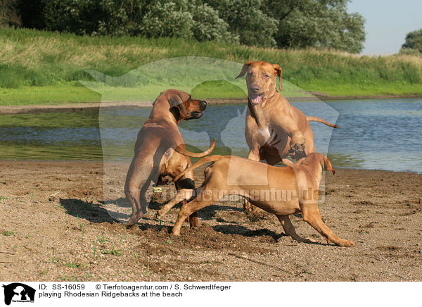 spielende Rhodesian Ridgebacks am Strand / playing Rhodesian Ridgebacks at the beach / SS-16059