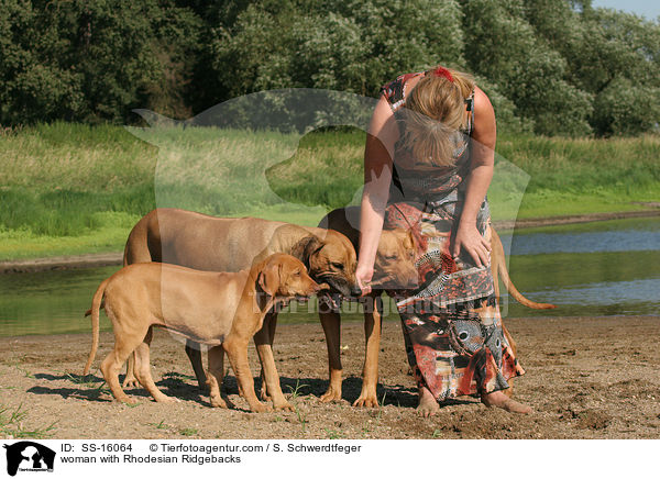 Frau mit Rhodesian Ridgebacks / woman with Rhodesian Ridgebacks / SS-16064