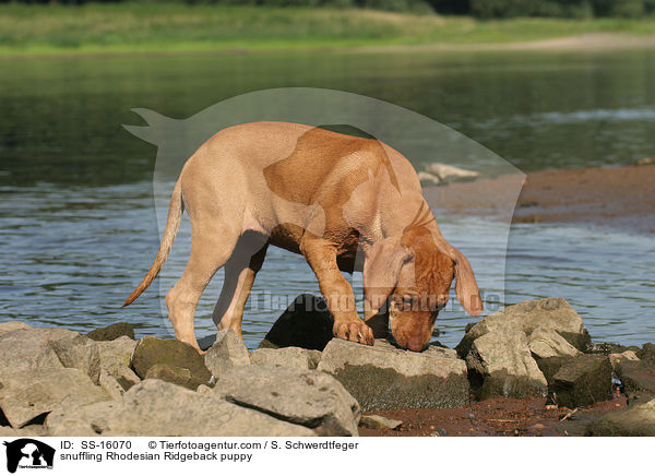 schnuppernder Rhodesian Ridgeback Welpe / snuffling Rhodesian Ridgeback puppy / SS-16070