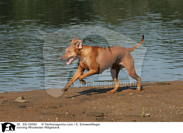 rennender Rhodesian Ridgeback / running Rhodesian Ridgeback / SS-16094