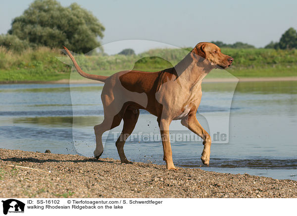 walking Rhodesian Ridgeback on the lake / SS-16102