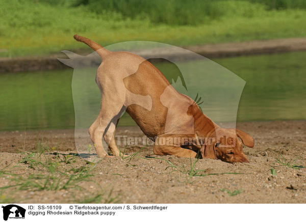 buddelnder Rhodesian Ridgeback Welpe / digging Rhodesian Ridgeback puppy / SS-16109