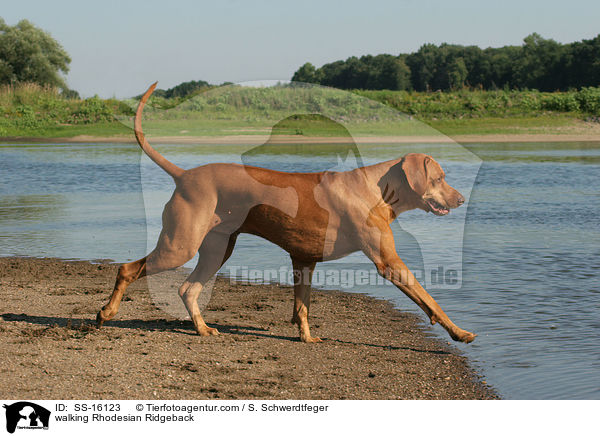 walking Rhodesian Ridgeback / SS-16123