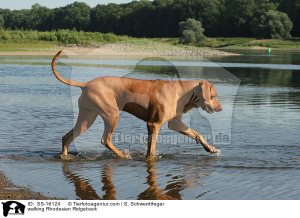walking Rhodesian Ridgeback / SS-16124