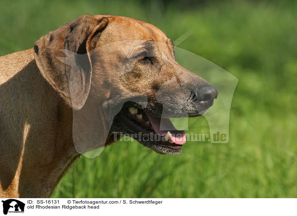 alter Rhodesian Ridgeback im Portrait / old Rhodesian Ridgeback head / SS-16131