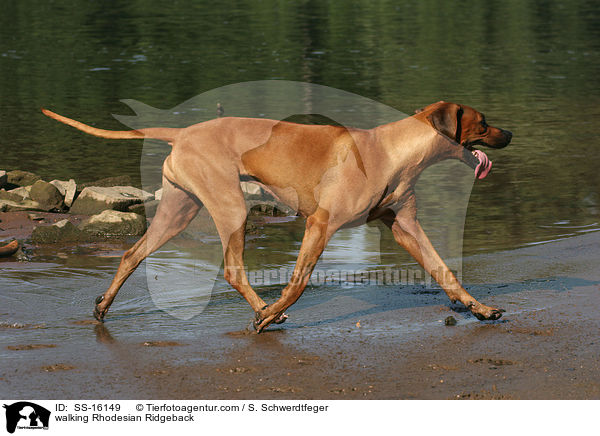 walking Rhodesian Ridgeback / SS-16149