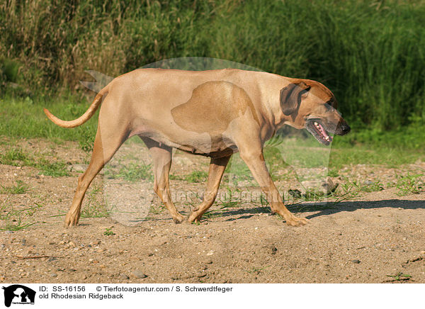 old Rhodesian Ridgeback / SS-16156