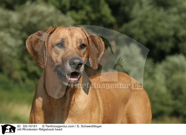 alter Rhodesian Ridgeback im Portrait / old Rhodesian Ridgeback head / SS-16161