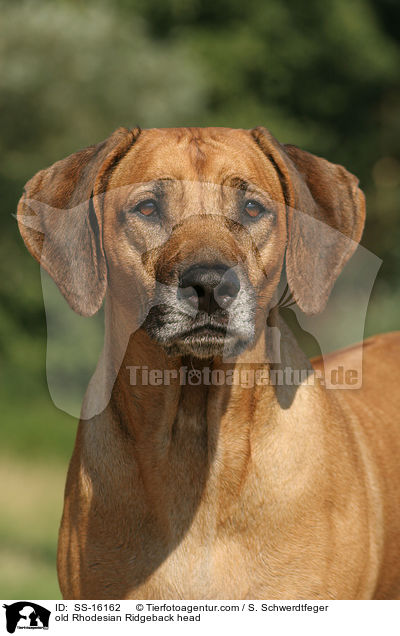 alter Rhodesian Ridgeback im Portrait / old Rhodesian Ridgeback head / SS-16162