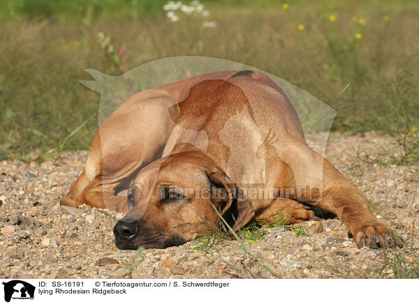 liegender Rhodesian Ridgeback / lying Rhodesian Ridgeback / SS-16191