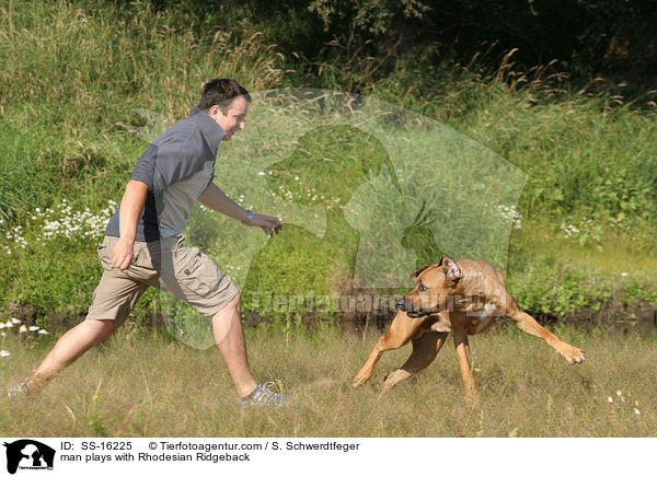 Mann spielt mit Rhodesian Ridgeback / man plays with Rhodesian Ridgeback / SS-16225