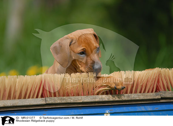 Rhodesian Ridgeback Welpe / Rhodesian Ridgeback puppy / MR-01377